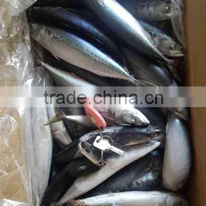 Chilled Pacific Mackerel Whole Round Size 200-300g thumbnail-3