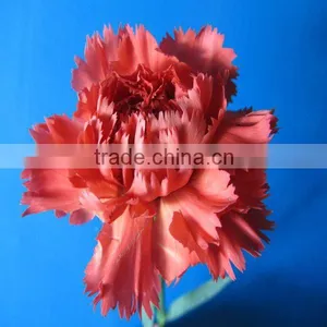 Wholesale Red Carnation Flower High Quality Types of Carnations thumbnail-1