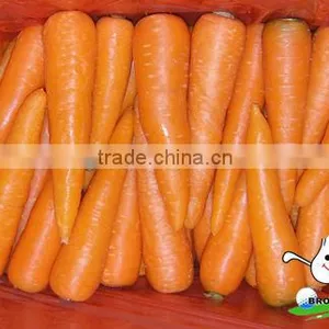 Fresh Carrot in Fresh Carrots,Organic Carrots thumbnail-6