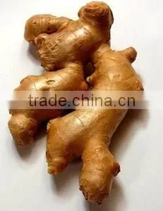 Ginger Oleoresin thumbnail-1