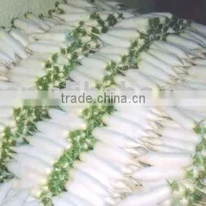 Frozen White Radish thumbnail-1