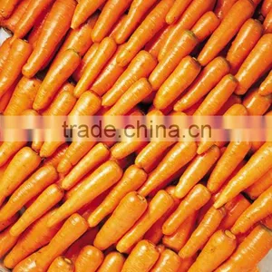 Fresh Carrot Fresh Vegetable High Demand Products Carrot thumbnail-5