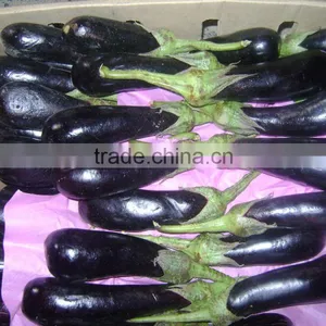 Eggplant thumbnail-4