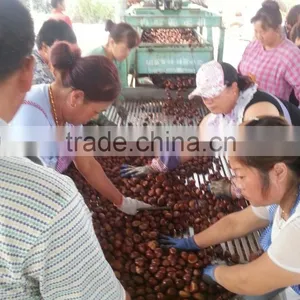 Dandong Kaili Chinese Chestnuts Big Size thumbnail-2