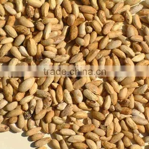 NEEM SEEDS thumbnail-3