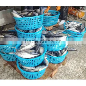 Fresh Whole Tuna Bonito Tuna for Sale thumbnail-1