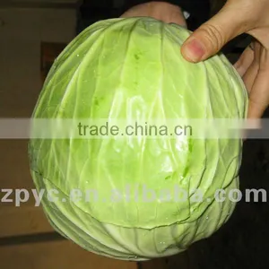 Chinese Fresh Round Cabbage thumbnail-1