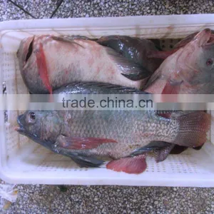China Top Quality Seafood Frozen Fish Tilapia All Sizes thumbnail-1