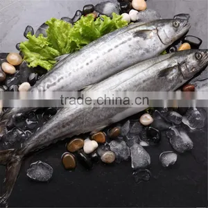 Frozen Seerfishes for Sale thumbnail-1