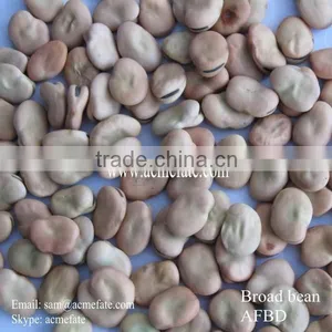 Iqf Horse Beans New Crop Health Food thumbnail-1