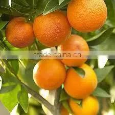 SWEET ORANGE OIL " COLD PRESSED " thumbnail-1