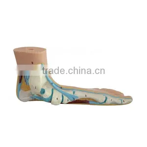 Biological Teaching Aids Education Silicone Foot Model thumbnail-4