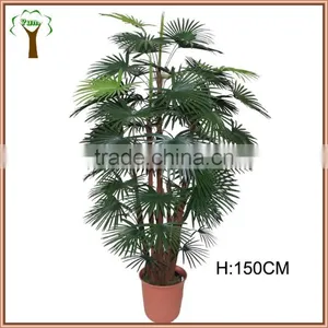 Decorative Fortunei Palm Tree Supplier thumbnail-1