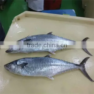 Best Yellow Fish Names thumbnail-1