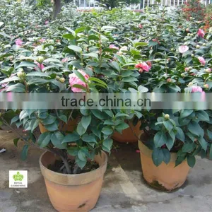 Camellia Japonica thumbnail-1