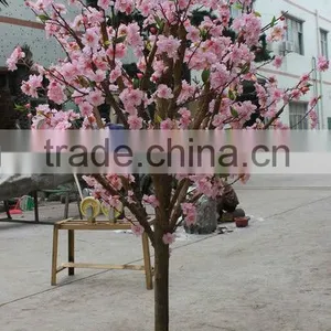 Janpan Cherry Tree thumbnail-1
