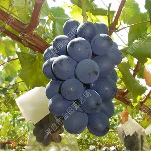 Jungle Rose Grape Seedlings Grape Vines thumbnail-1