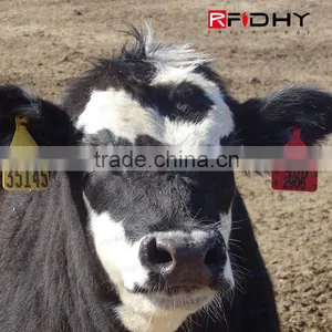 Rfid Fever Ear Tag thumbnail-1