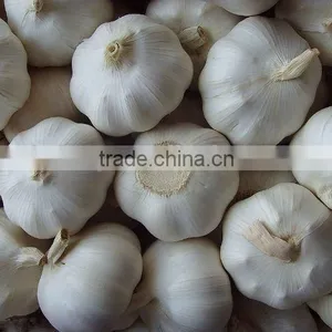 New Crop China Shandong Fresh Garlic ---Normal White and Pure White Garlic thumbnail-3