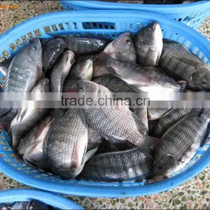 Frozen Tilapia Bream 200-300G Whole Fish Supplier / Guangdong China Tilapia thumbnail-1