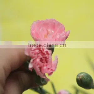 Reasonable Price Top Sell Carnation of Fresh Flower for Decoration thumbnail-4