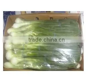 Spring Onion thumbnail-3