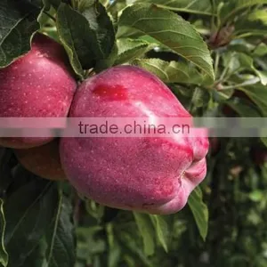 Apples(Golden Delicious, Red Delicious, Gala Supreme, Fuji) thumbnail-1