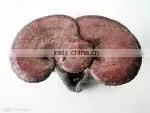 Reishi Mushroom Extract 10% Polysaccharides thumbnail-1