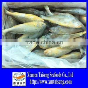 IQF Whole Round Yellow Croaker Fish thumbnail-1
