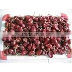 Bell Chilli From India thumbnail-2