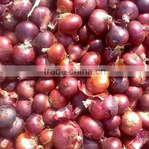 Giving You a Healthy Life From The Egyptian Onion thumbnail-2