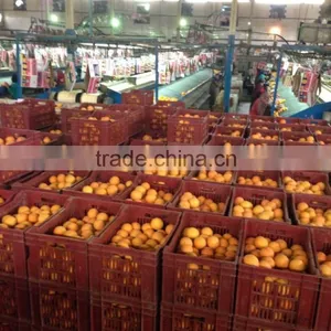 Avilable MOQ of Oranges and Lemons @ Forwell thumbnail-6