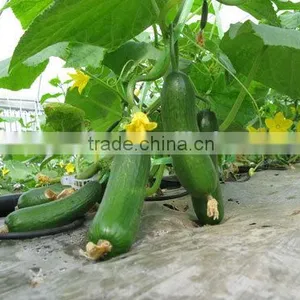 Hot Sale Hybrid Cucumber Seeds Fruit Cucumber Seeds for Growing-Bei Jin No.5 thumbnail-1