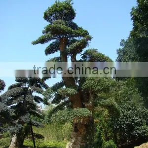 Landscaping and Outdoor Bonsai Usage Chinese Ulmus Pulila thumbnail-4