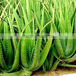 ALOE VERA IN SYRUP thumbnail-2