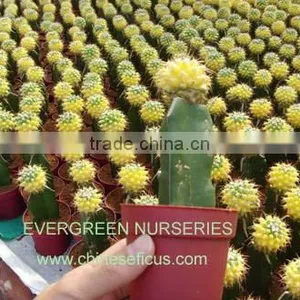 Mammillaria Compressa 'aurea' thumbnail-1