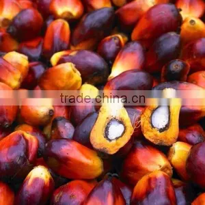 Automatic 220v Palm Kernel Oil Expeller Machine for Malaysia thumbnail-5