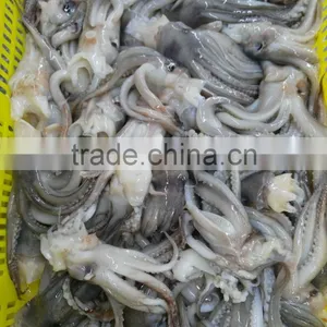 Frozen BQF New Produced Tweed Bait Squid Heads thumbnail-4
