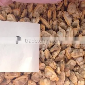 Fully Cooed Short Necked Clam Meat thumbnail-1