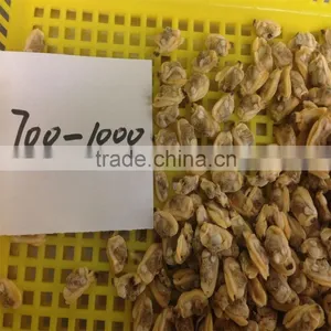 Hot Sales Frozen Surf Clam Meat thumbnail-4