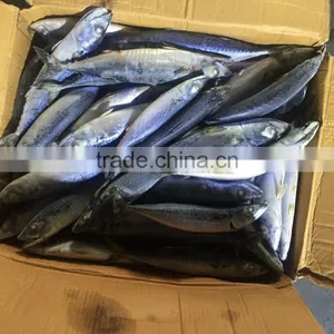 Frozen Pacific Mackerel Atlantic Mackerel for Canning Canned Food thumbnail-2
