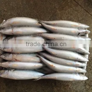 Frozen Pacific Mackerel Fresh Hot Sale Fish thumbnail-1