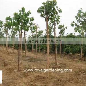 Ficus Religiosa for Shipment thumbnail-2