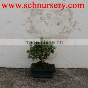 Carmona Bonsai Ball 15cm thumbnail-1
