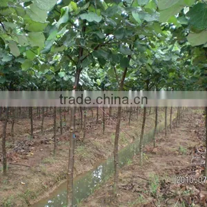 Hibiscus Tiliaceus Nursery Farm thumbnail-1