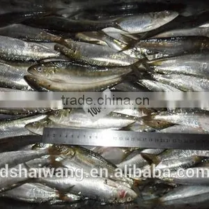 Frozen Sardine Supplier With Size 10 - 12 Pcs / kg thumbnail-2