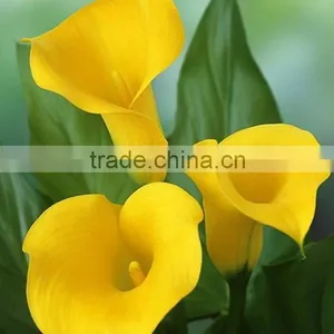 Cut Fresh Manufacture Bottom Price Calla Lily Pick thumbnail-1