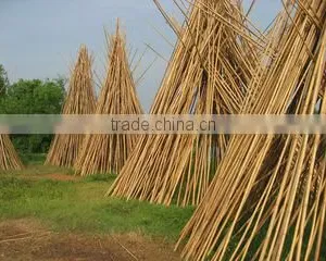 Tien Phuong Trading And Manufacturing Co., Ltd company overview - view 1 thumbnail