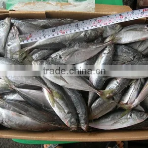 14-16cm Frozen Horse Mackerel thumbnail-1