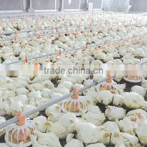 Poultry Feeding and Drinking System for Broiler thumbnail-1